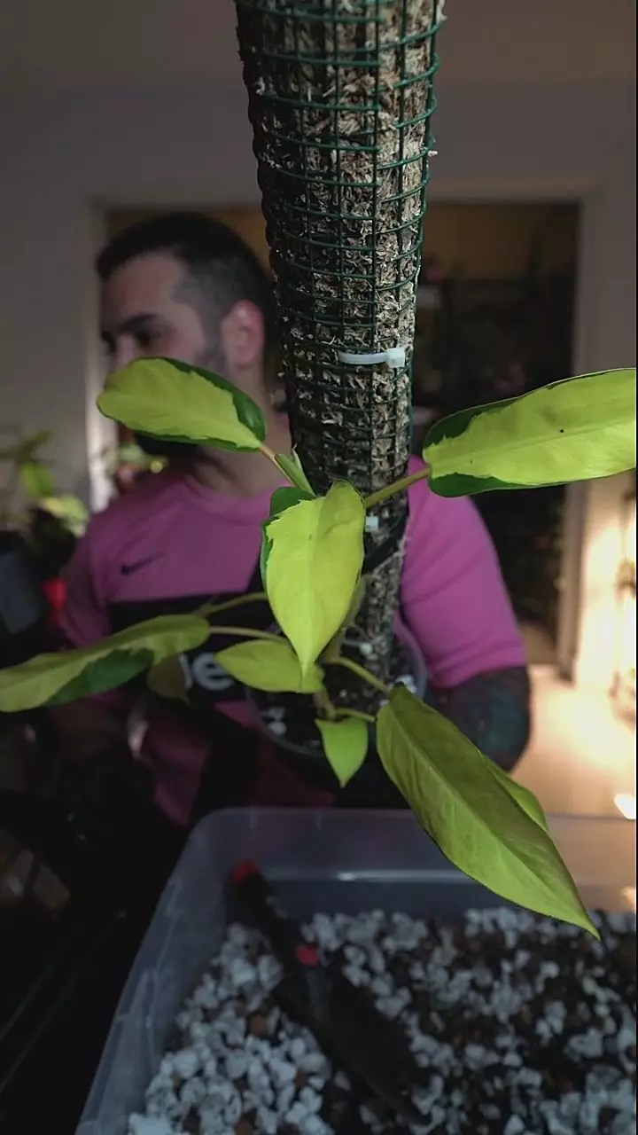 philodendron Thai Sunrise 6in + 2ft moss pole thumbnail