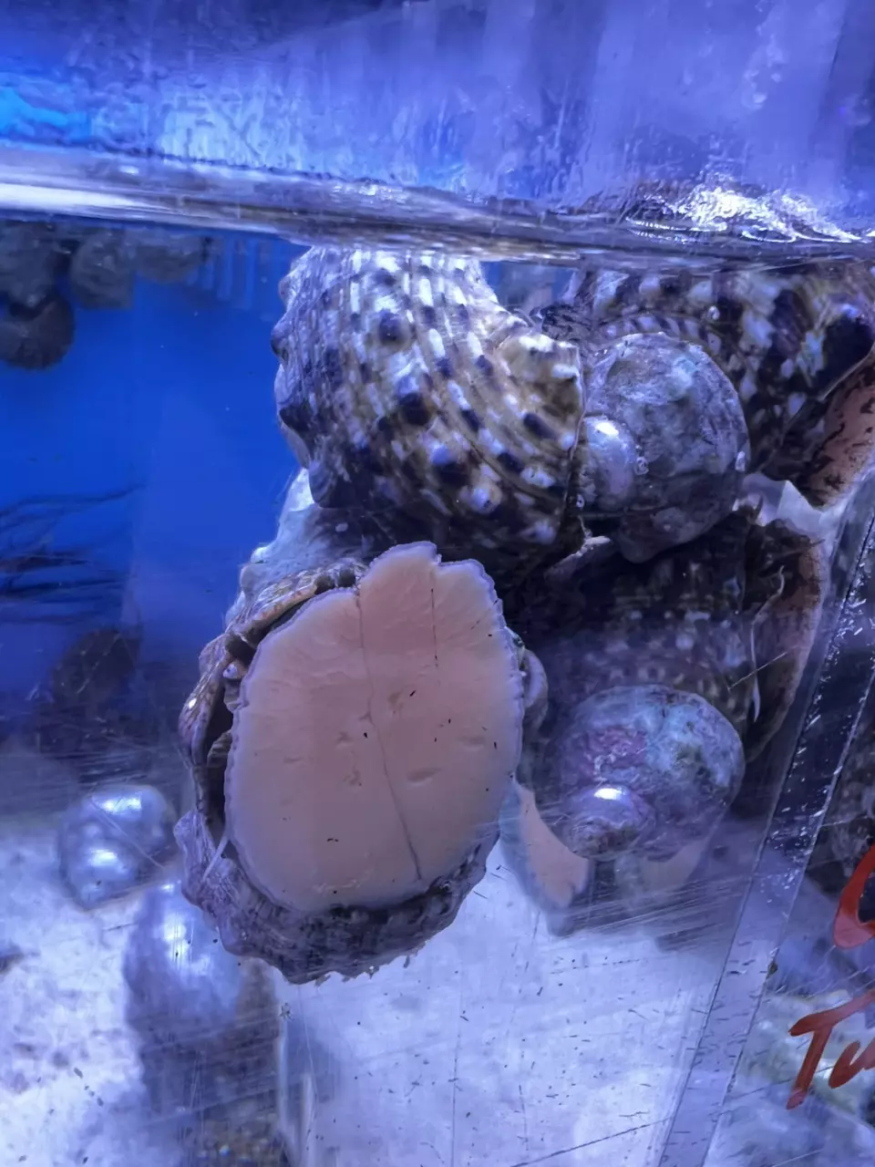 8 Mexican Turbo Snails thumbnail