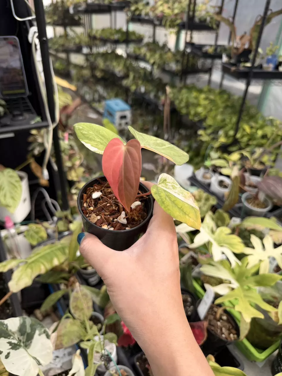 bvep x RVDP 1001 thumbnail