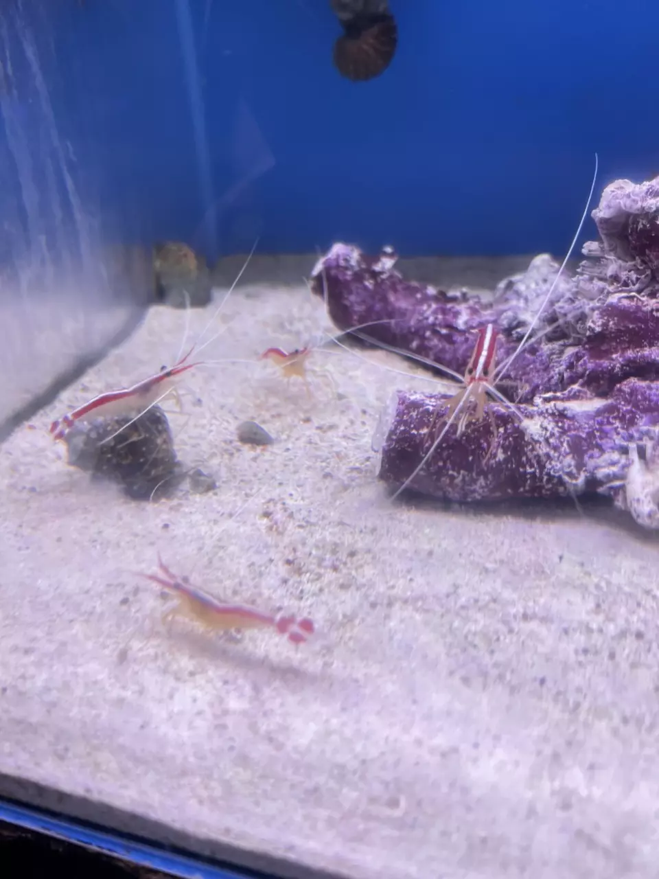 Cleaner Shrimp Med $40 thumbnail