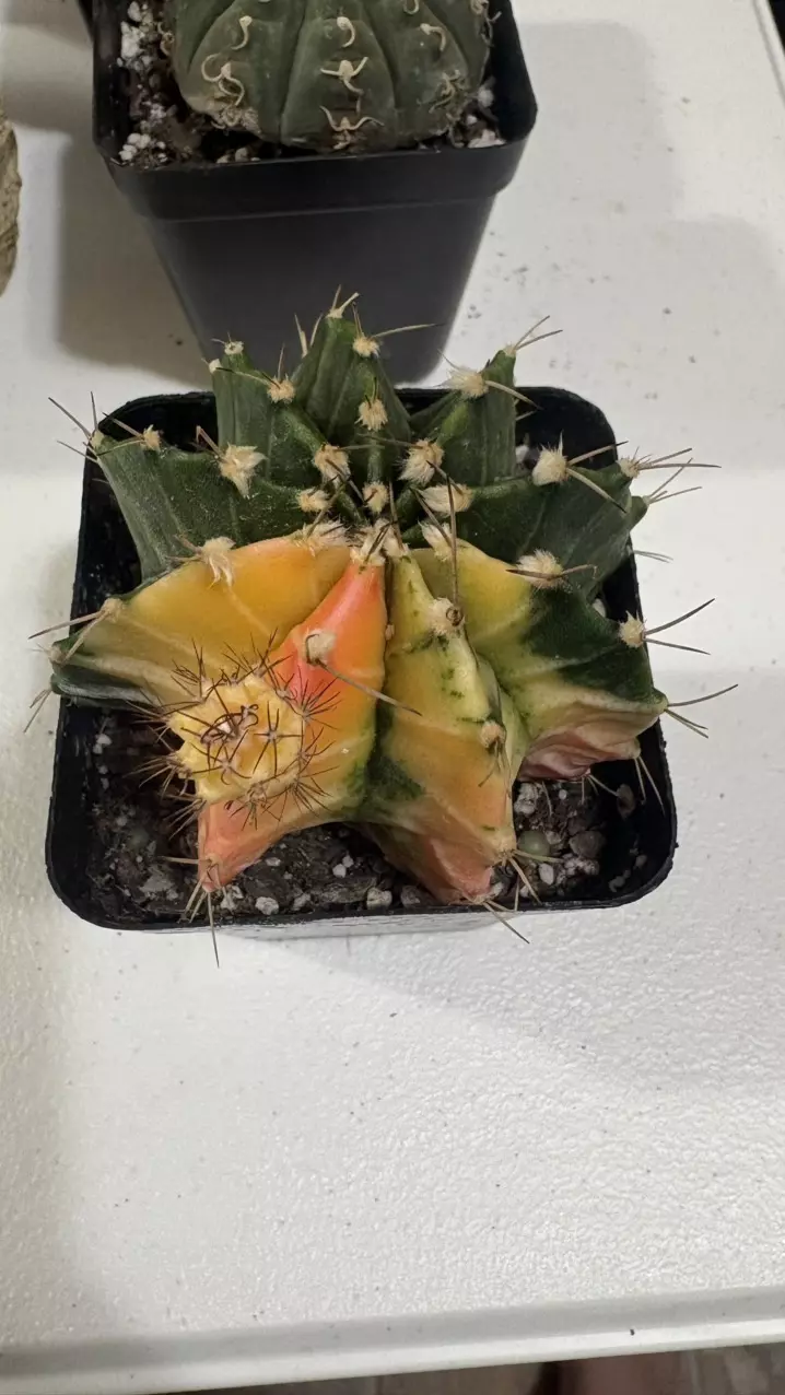 big gymno with pup thumbnail