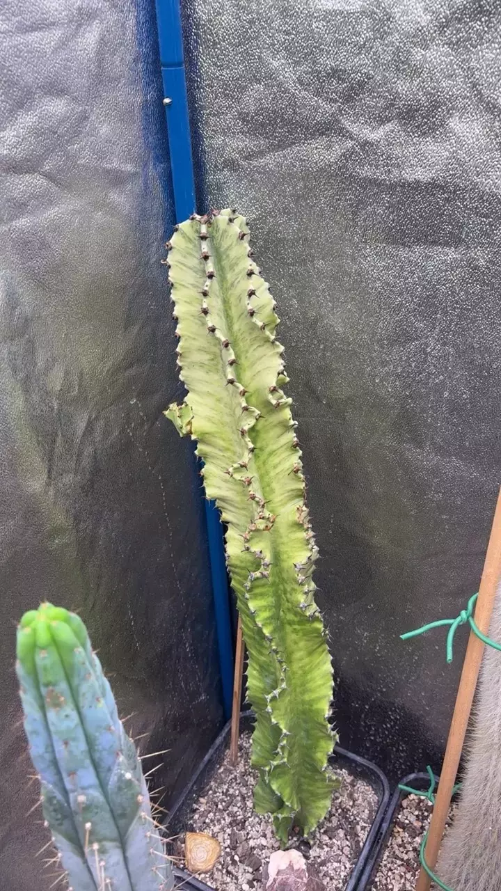 euphorbia Ammak Variegata thumbnail