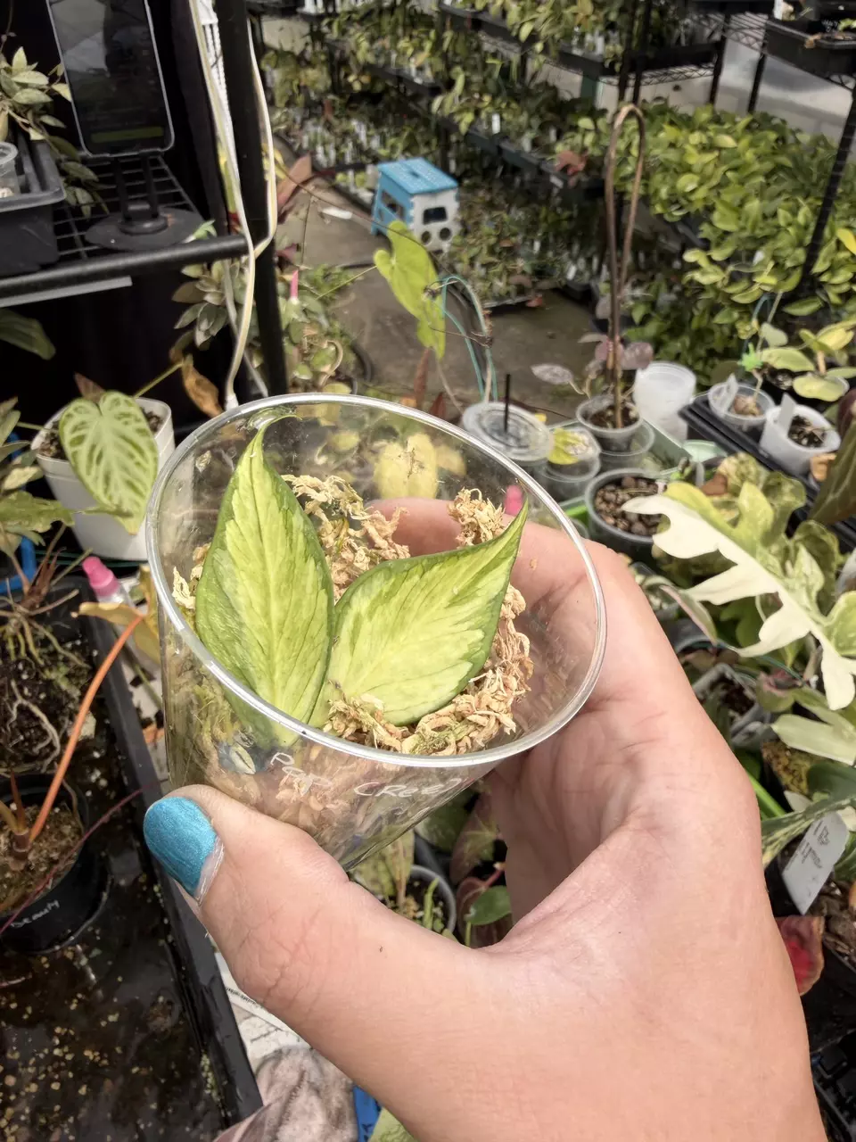 Hoya KiNGgggGGG thumbnail