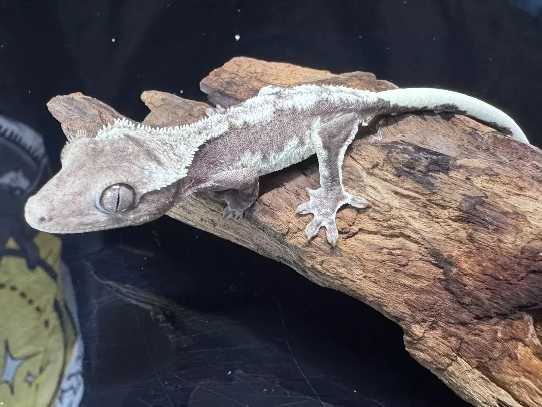 Visual Axanthic Lilly 7B thumbnail