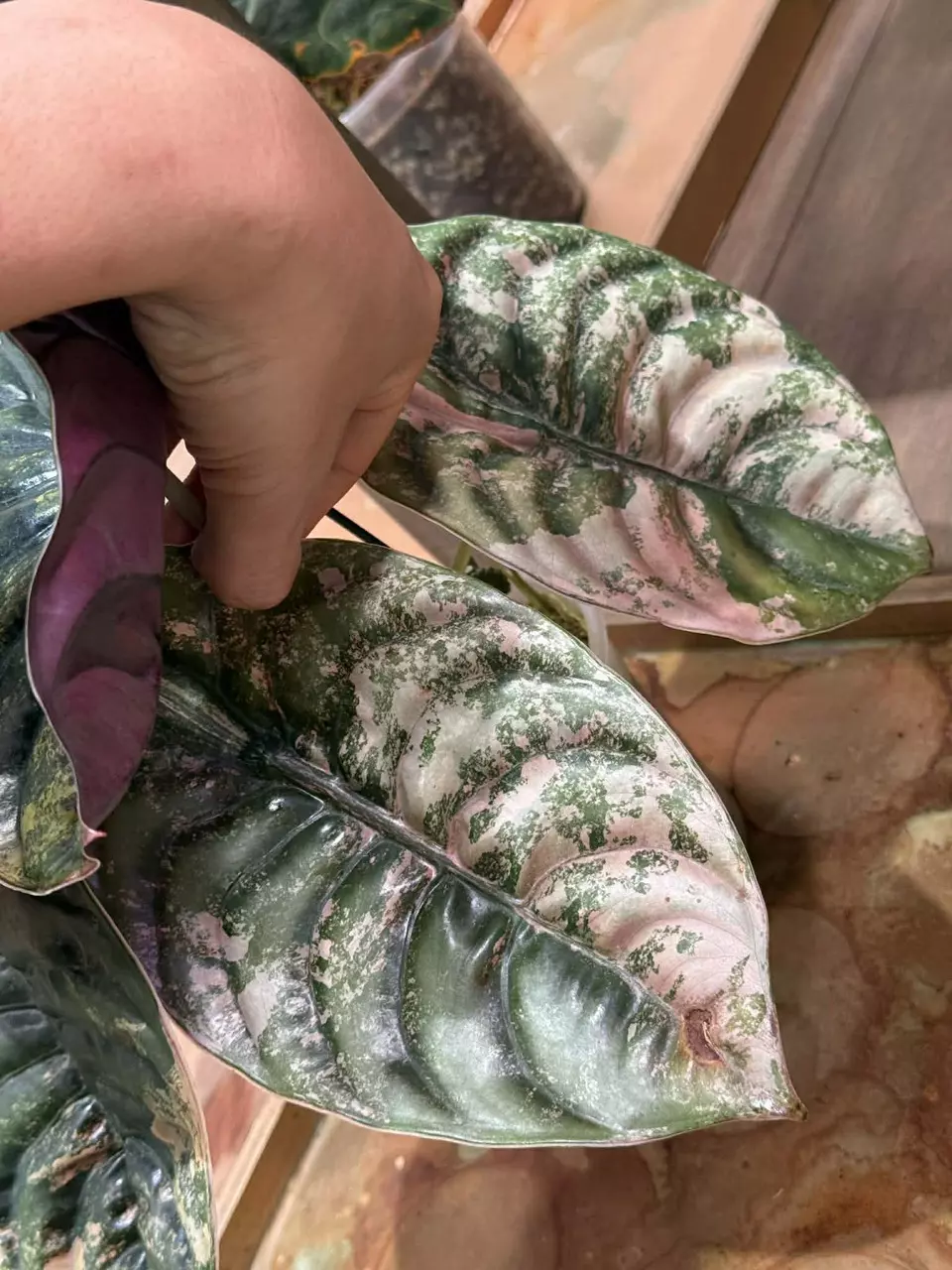 alocasia cuprea caramel latte CORM thumbnail