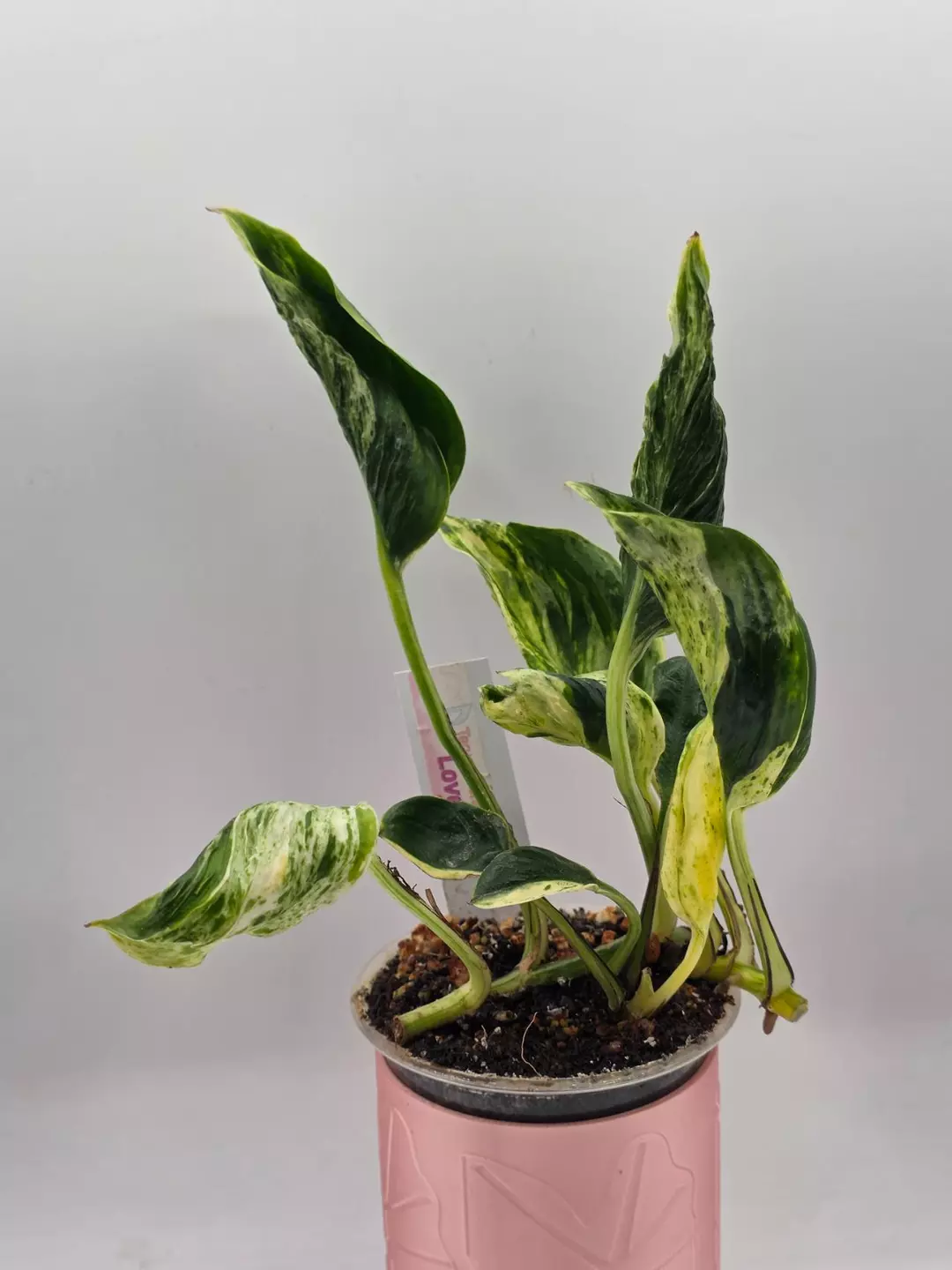 Zekes Teruno lovesong 9 leaves thumbnail