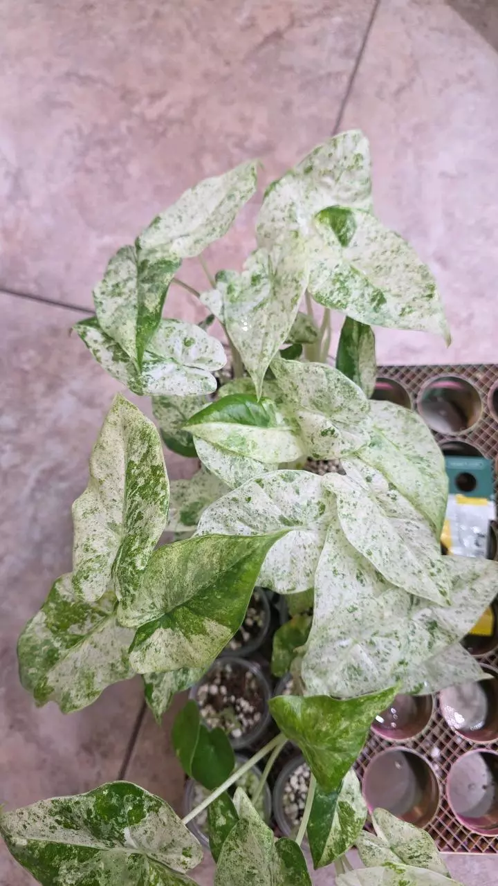 Odora Batik (growers choice) thumbnail