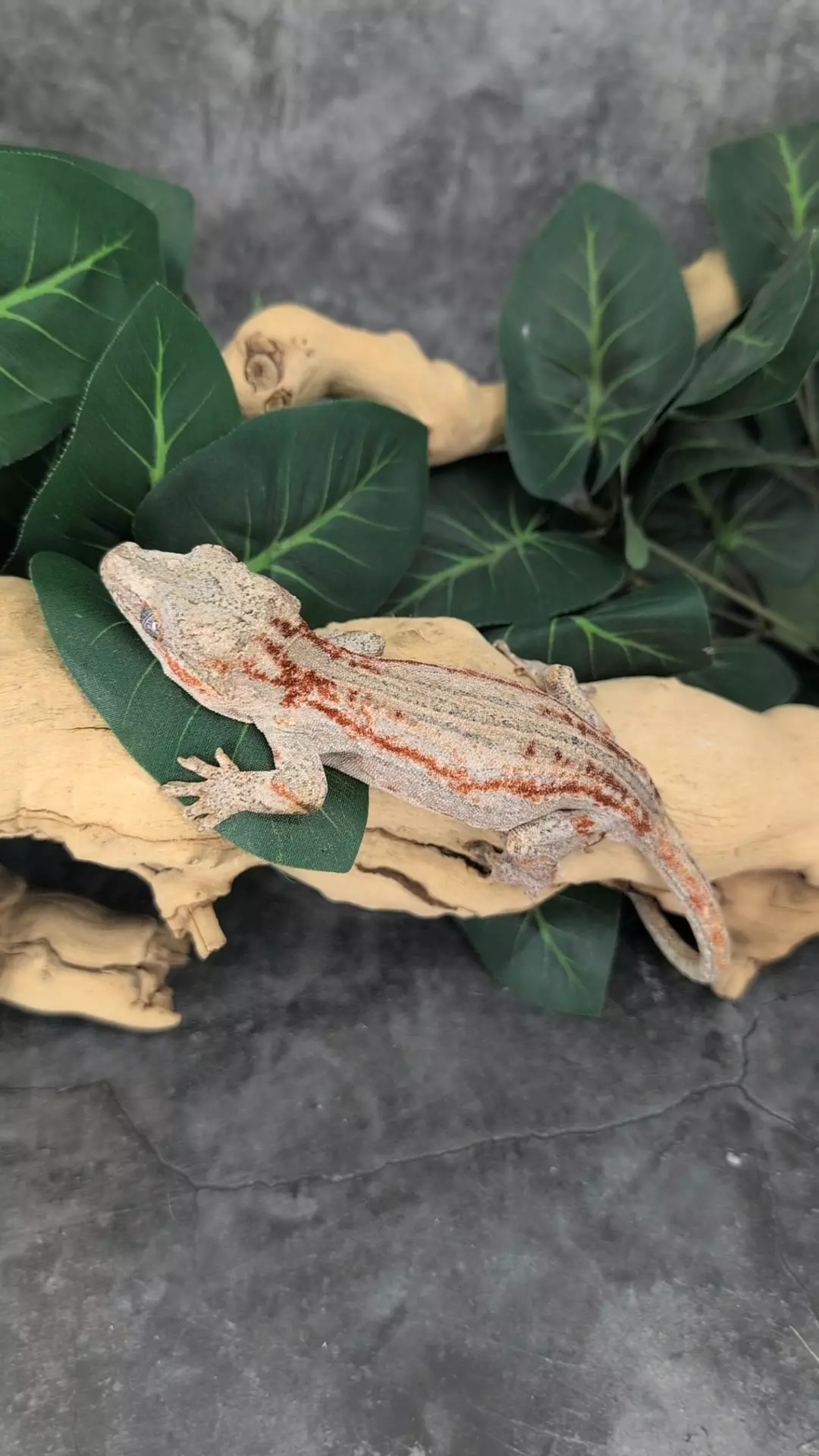 proven F garg 2 thumbnail