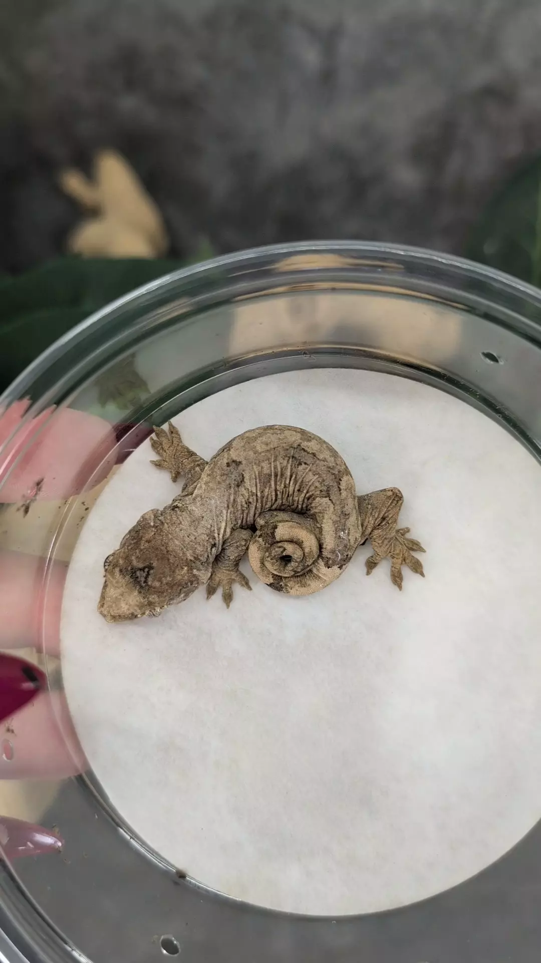 pi chewie 2 pink thumbnail