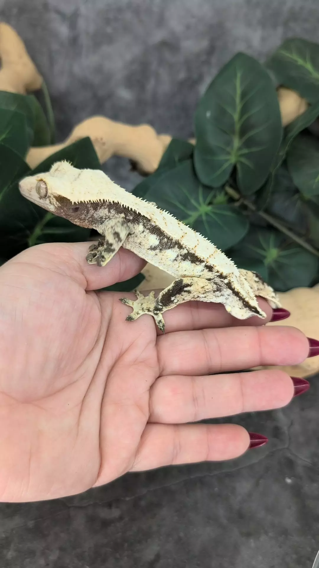 lkxln- male thumbnail