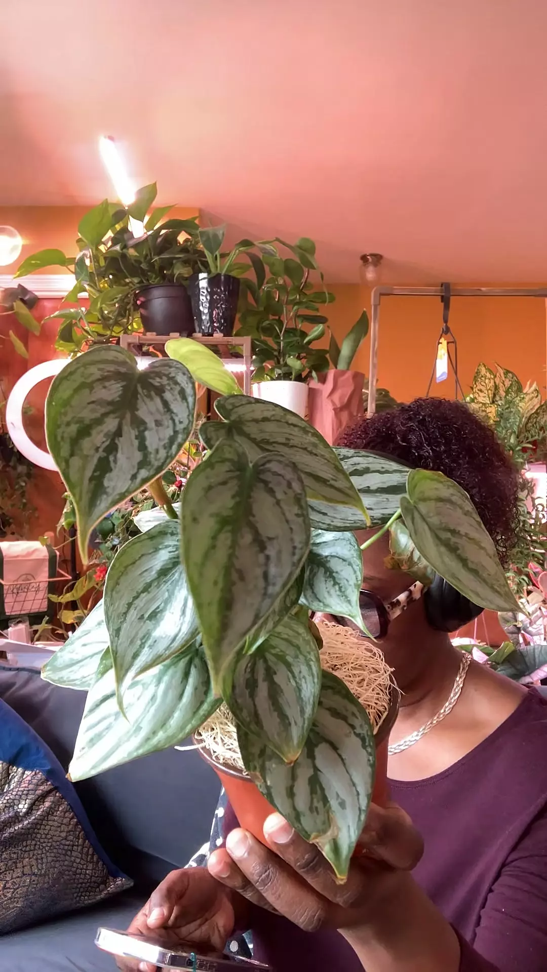 Philodendron 'Brandi' thumbnail