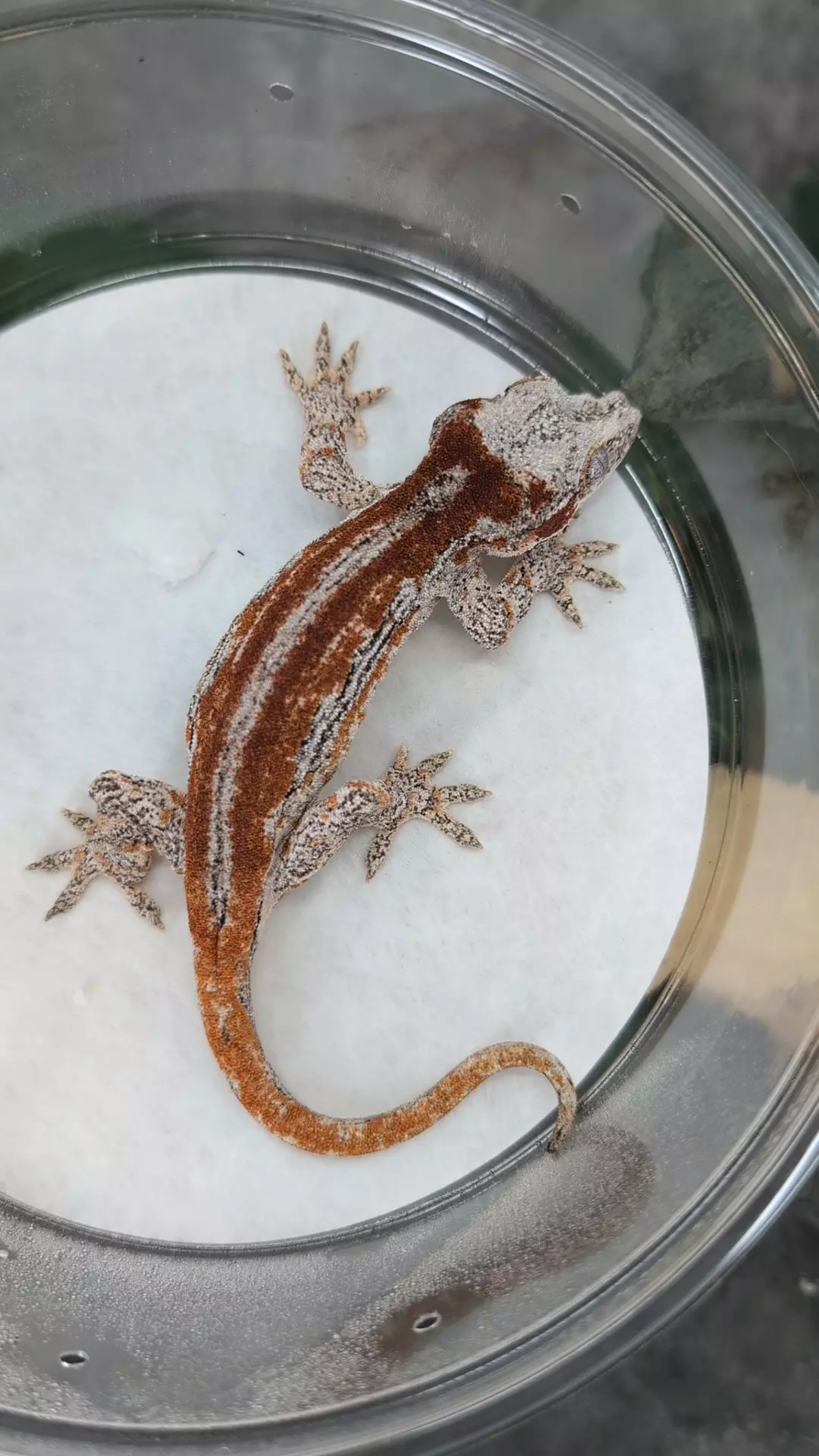 red garg female 23 thumbnail