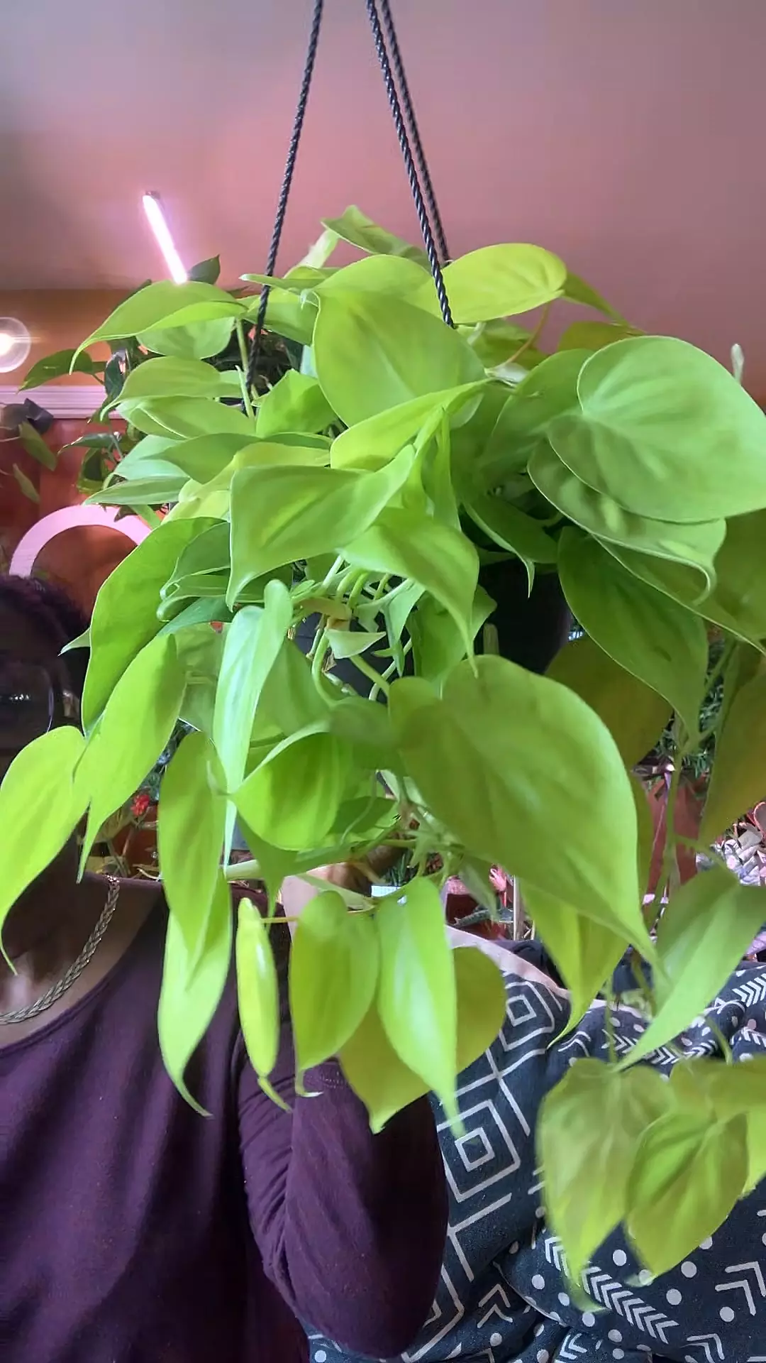 Philodendron Lemon Lime thumbnail