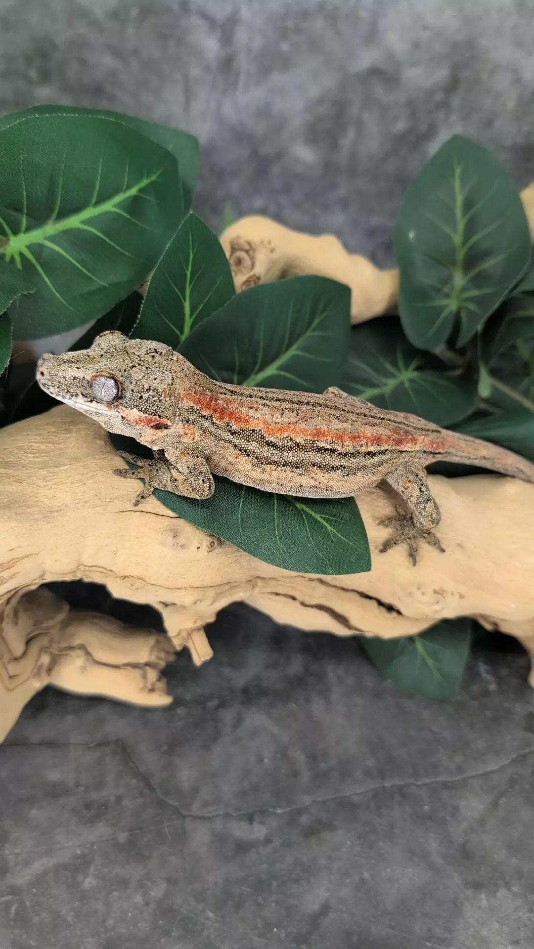 proven F garg thumbnail