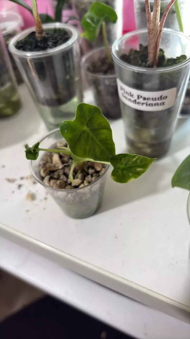 frydek Tattoo thumbnail