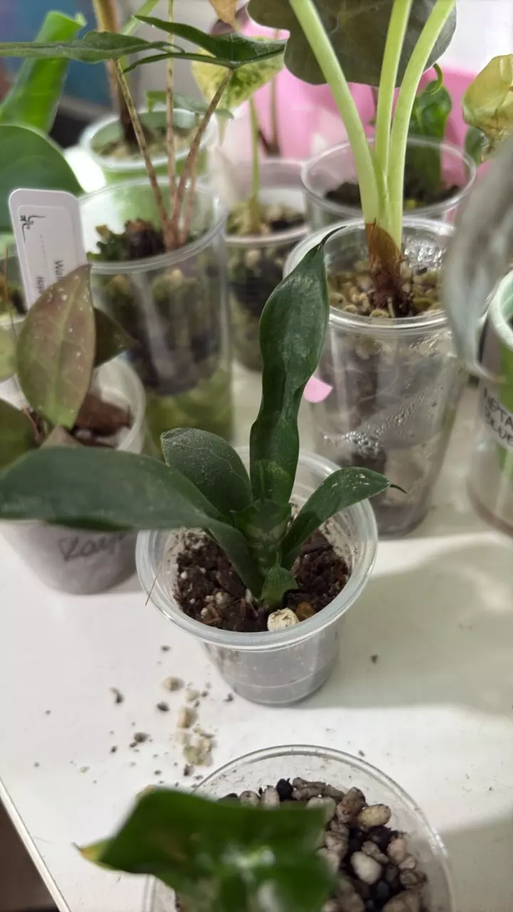 sansivariana/snake plant thumbnail