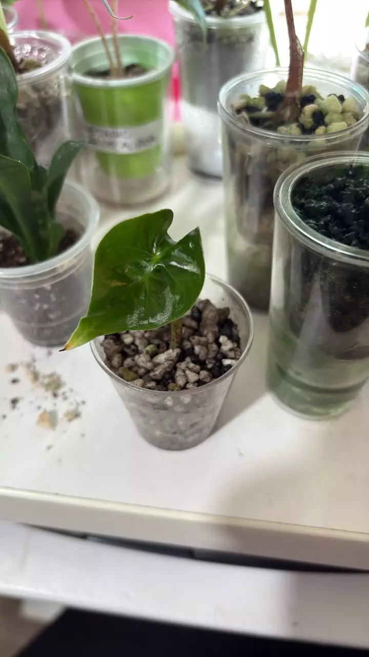 lowrider alocasia thumbnail