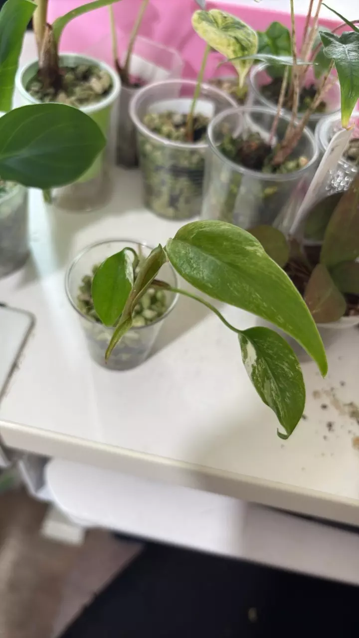 monstera Albo thumbnail