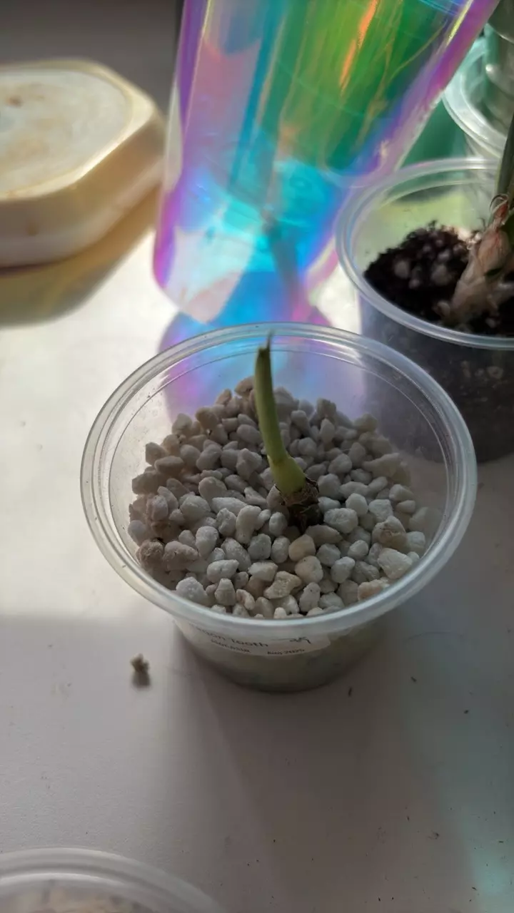 dragon tooth corm/rhizome thumbnail