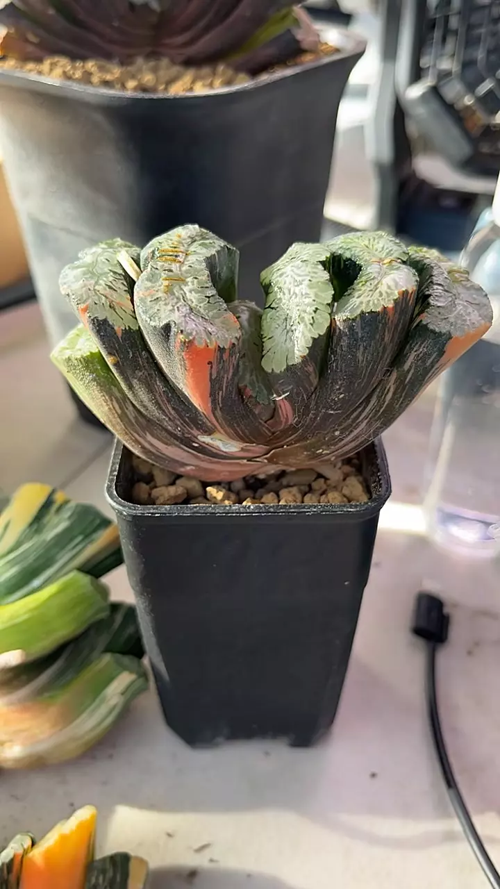 Variegated Truncata Hokusai Growers Choice thumbnail