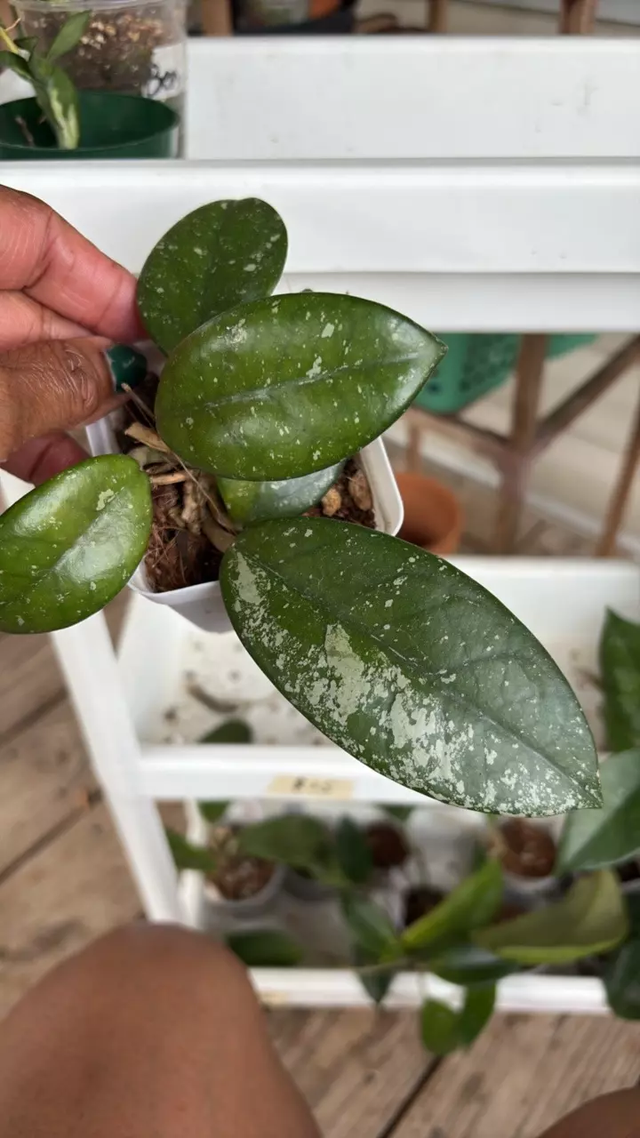 carnosa splash thumbnail