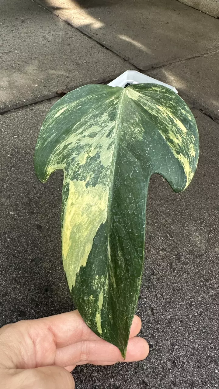 3” Philodendron Panduraformi “No Roots…No Problem (Yet)” #3 thumbnail