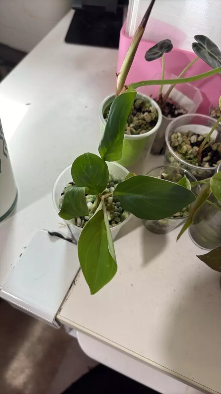 homalonema occulata camouflage thumbnail