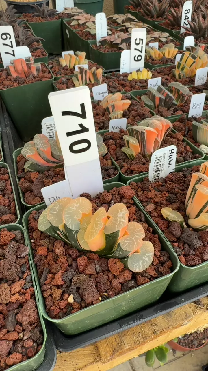 710 haworthia truncata da sheng variegata thumbnail