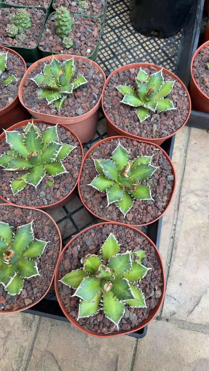 agave red cat GC thumbnail