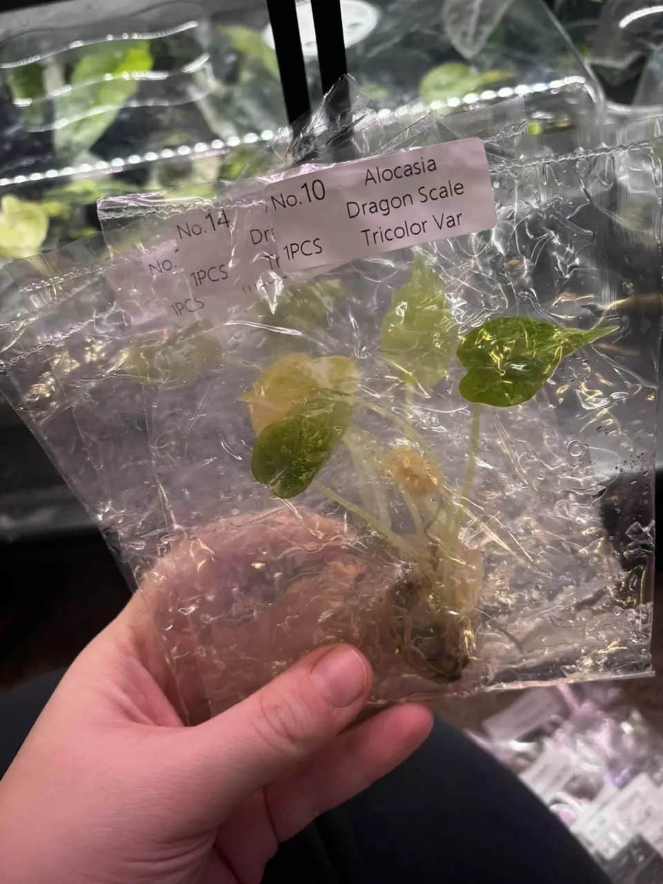 Alocasia dragon scale tricolor tc growers choice thumbnail