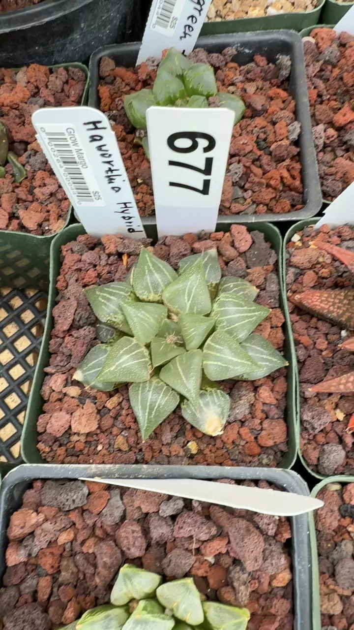 677 Haworthia hybrid thumbnail