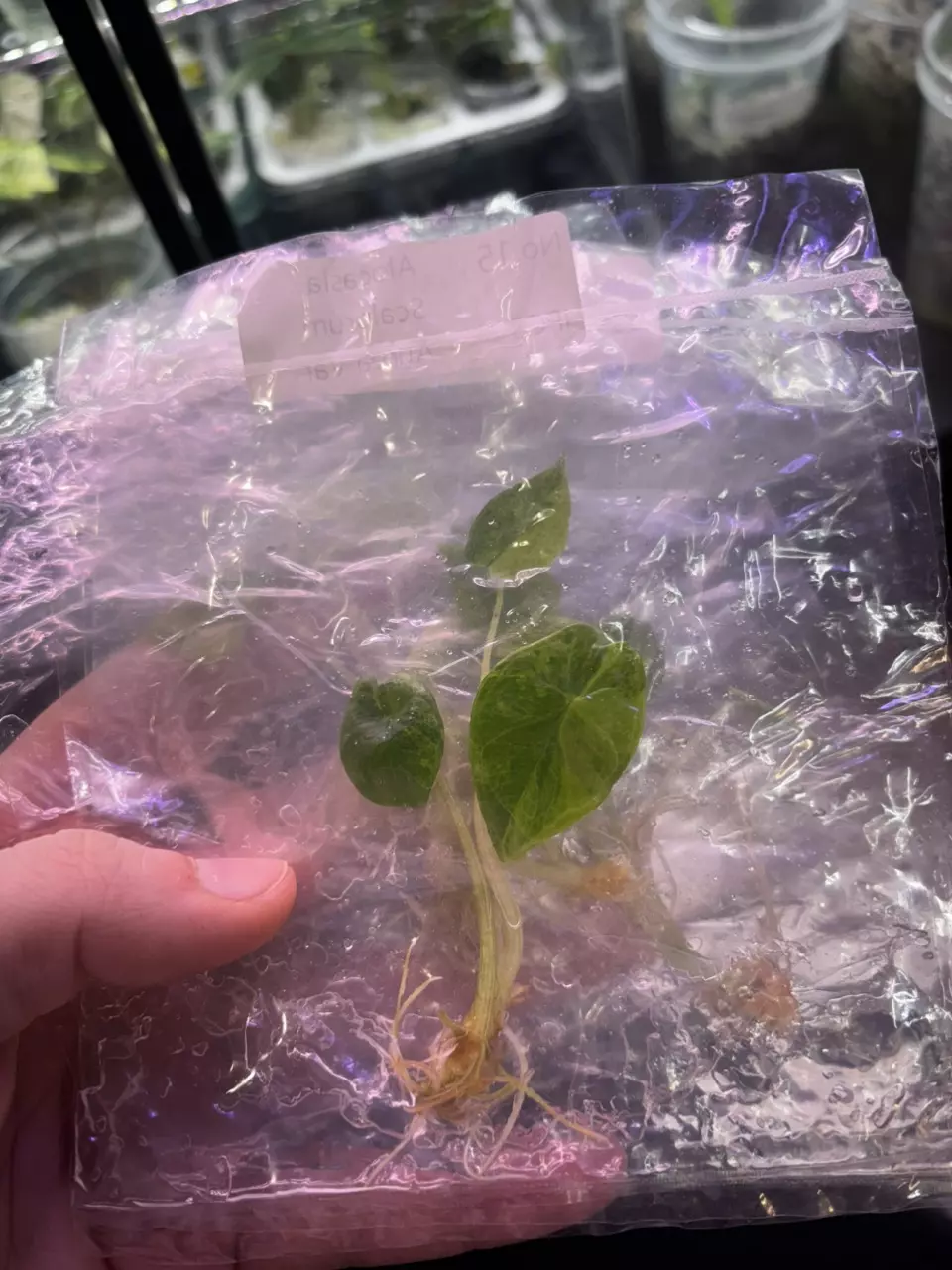 Scalprum Aurea tc growers choice thumbnail