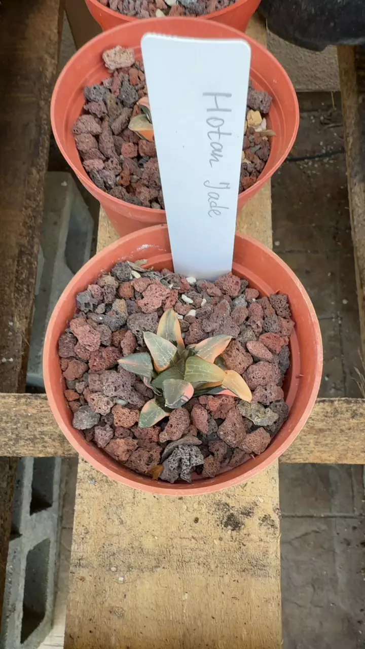 haworthia Hotan jade GC thumbnail