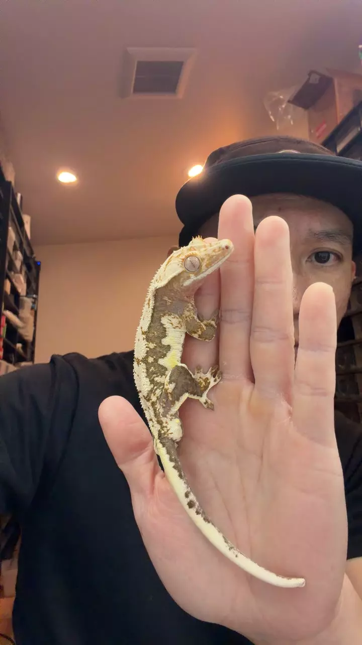 25g male 100 het ax Lilly gray x don cap thumbnail