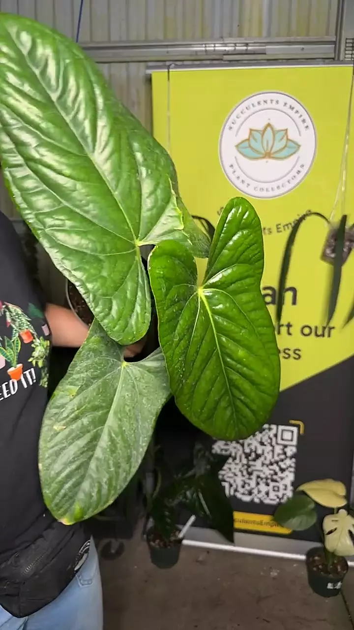 anthurium happy bunny 0108 thumbnail