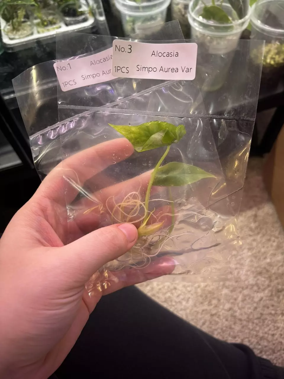 low color Simpo Aurea growers choice thumbnail