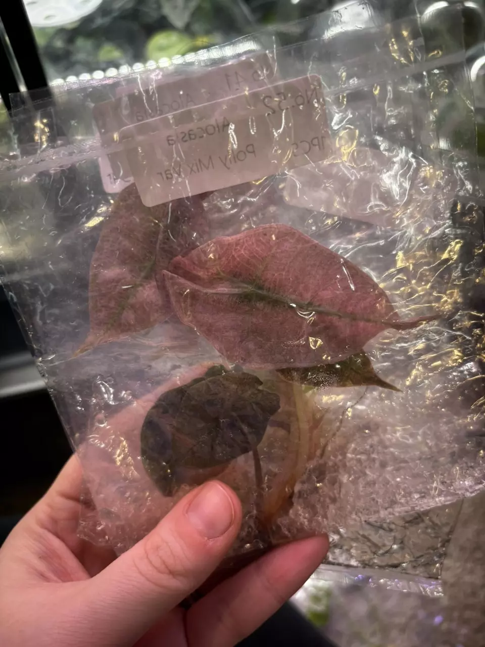 Polly variegated tc growers choice thumbnail