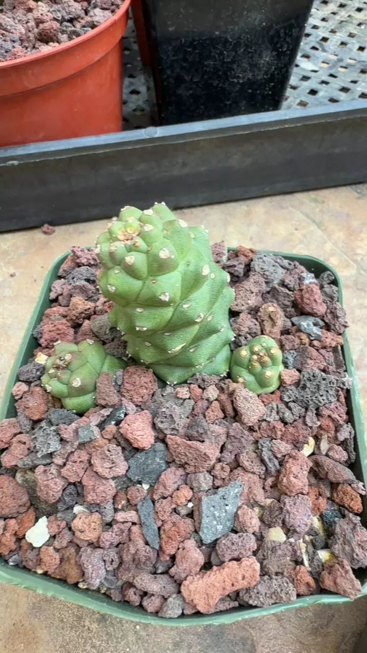 Monadenium richii GC thumbnail