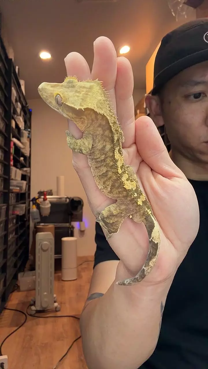 28g male 100 het ax gray x KoLi thumbnail