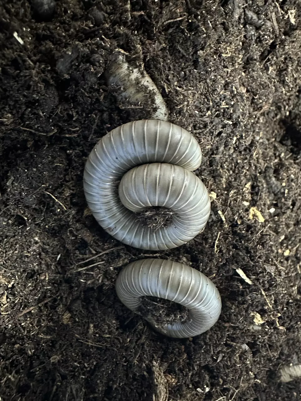 Ghost Millipede thumbnail