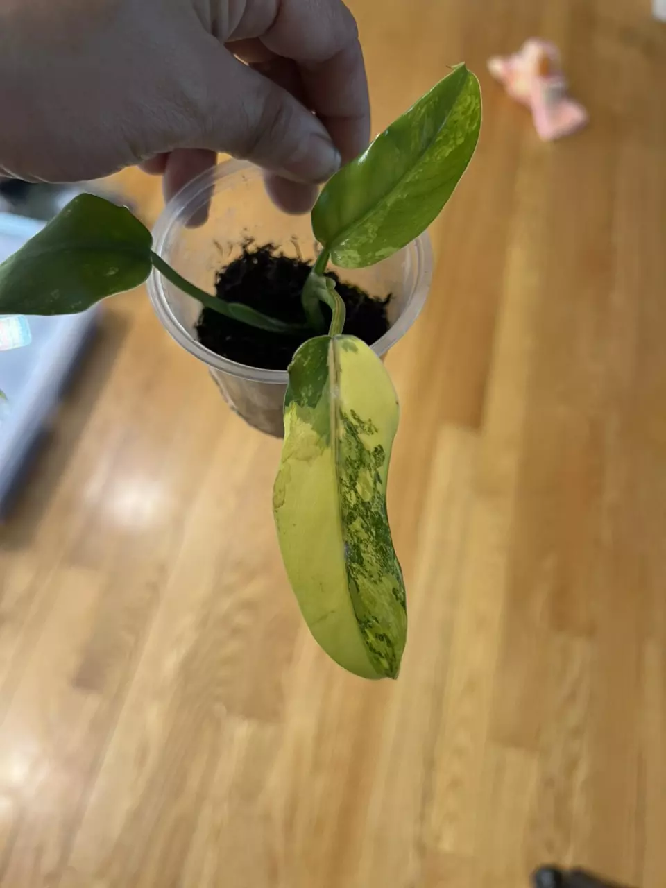 Philoderon Variegated Domesticum thumbnail