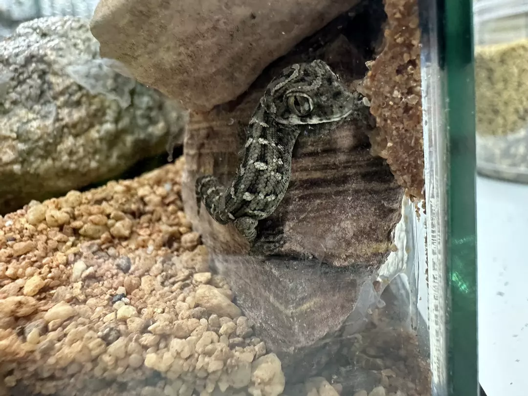 Viper Geckos thumbnail