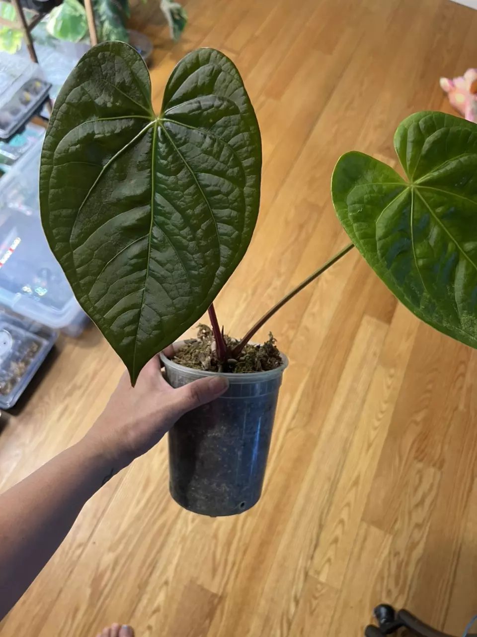 anthurium Forgetti x Luxurians thumbnail