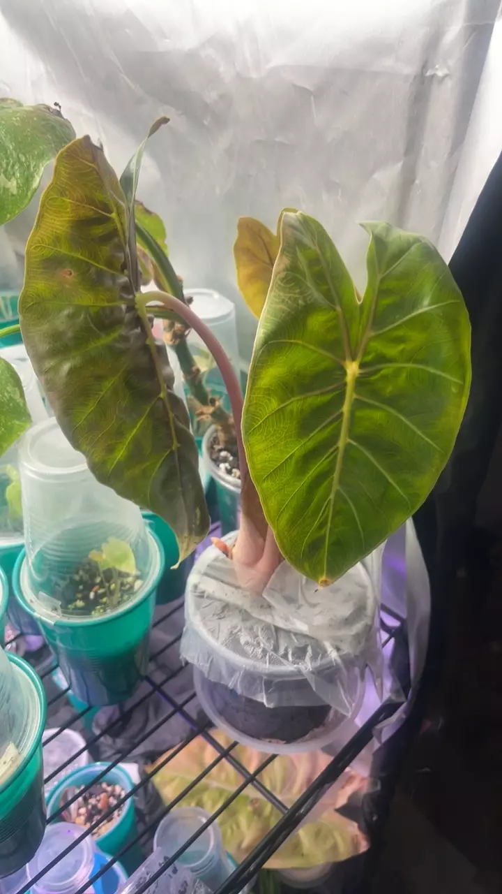 pink dragon mother thumbnail