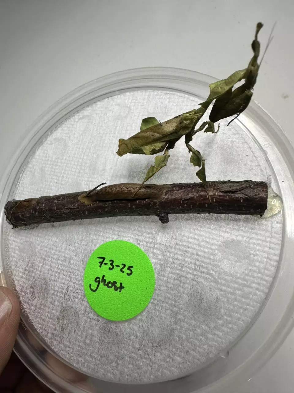 Breeding Group 12 ghost nymph thumbnail