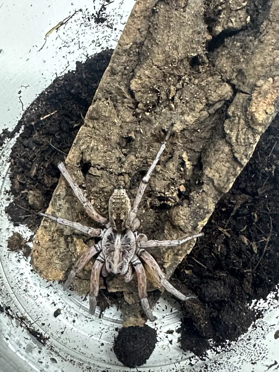 Miami Huntsman thumbnail