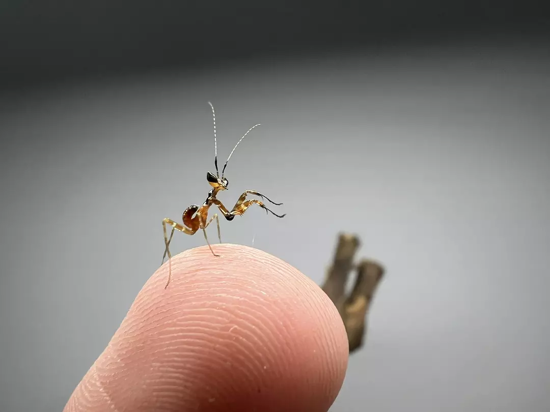 Apicalis Flower Mantis 🌼 thumbnail