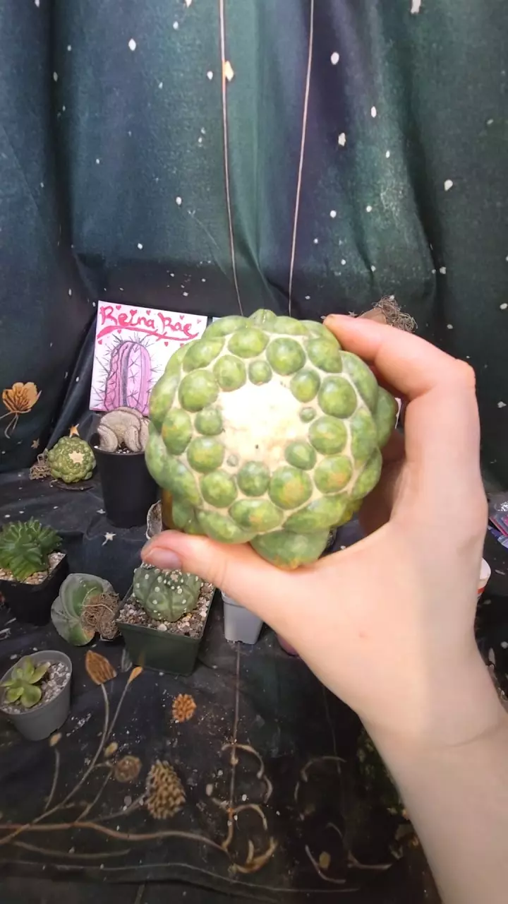 Cory inermis own roots thumbnail