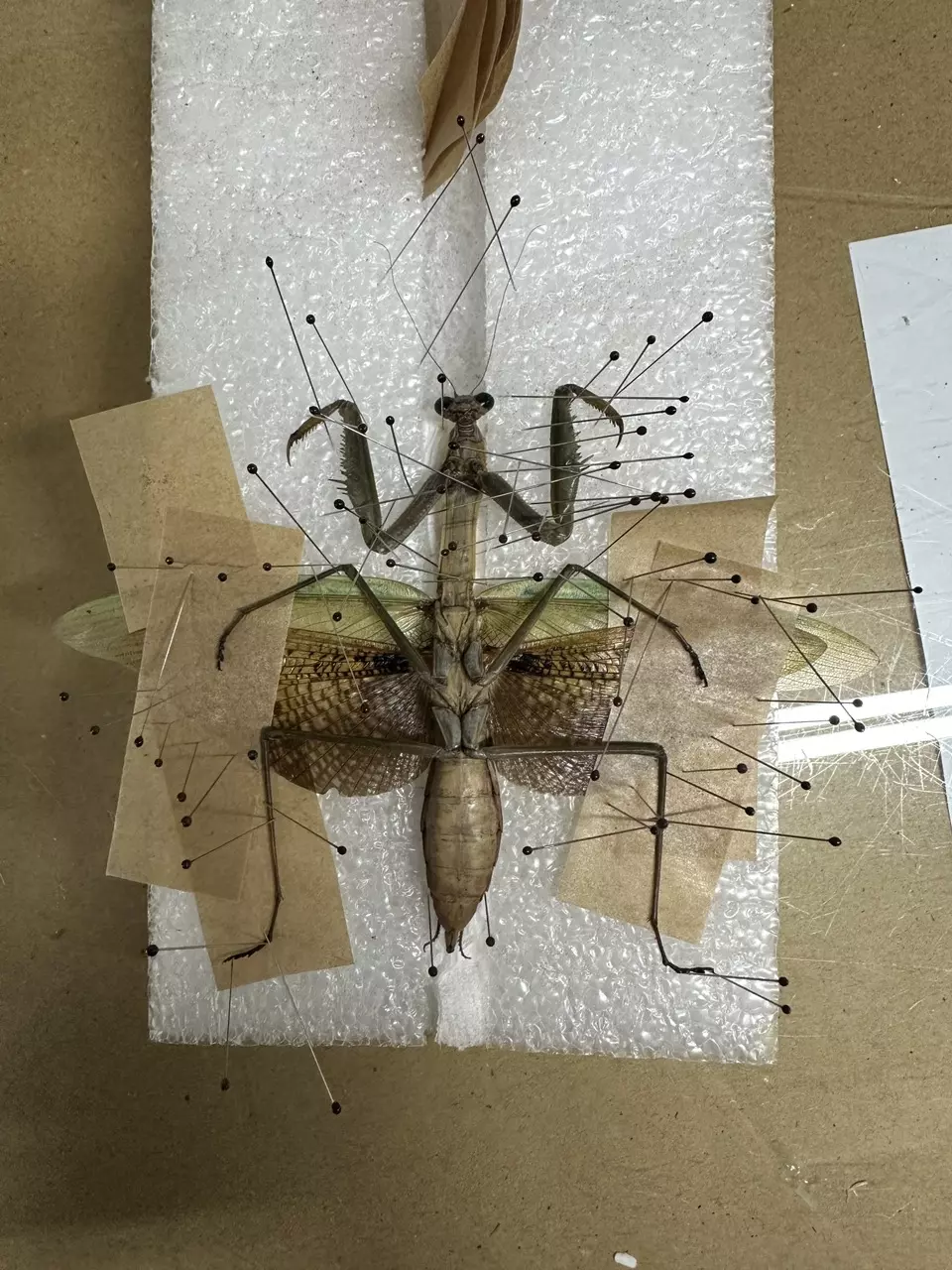 Mantis Pinning Service thumbnail