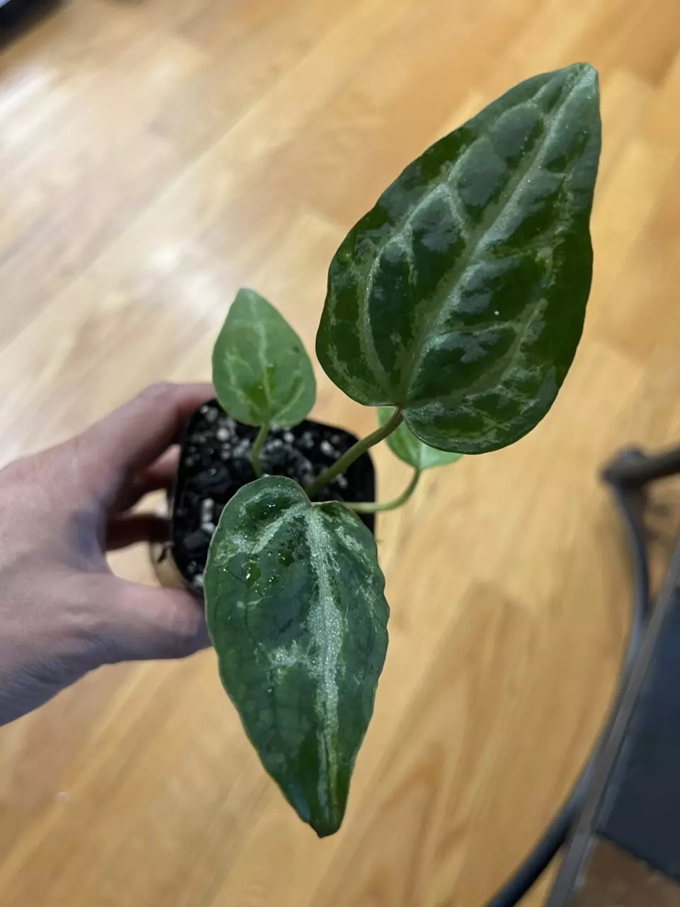 anthurium Mutated Red Crystalinum x Pink Lemonade thumbnail